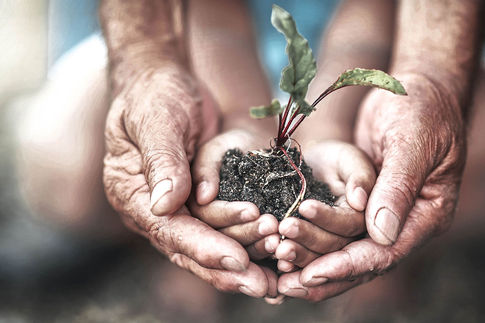 Two hands holding a plant with soil on it