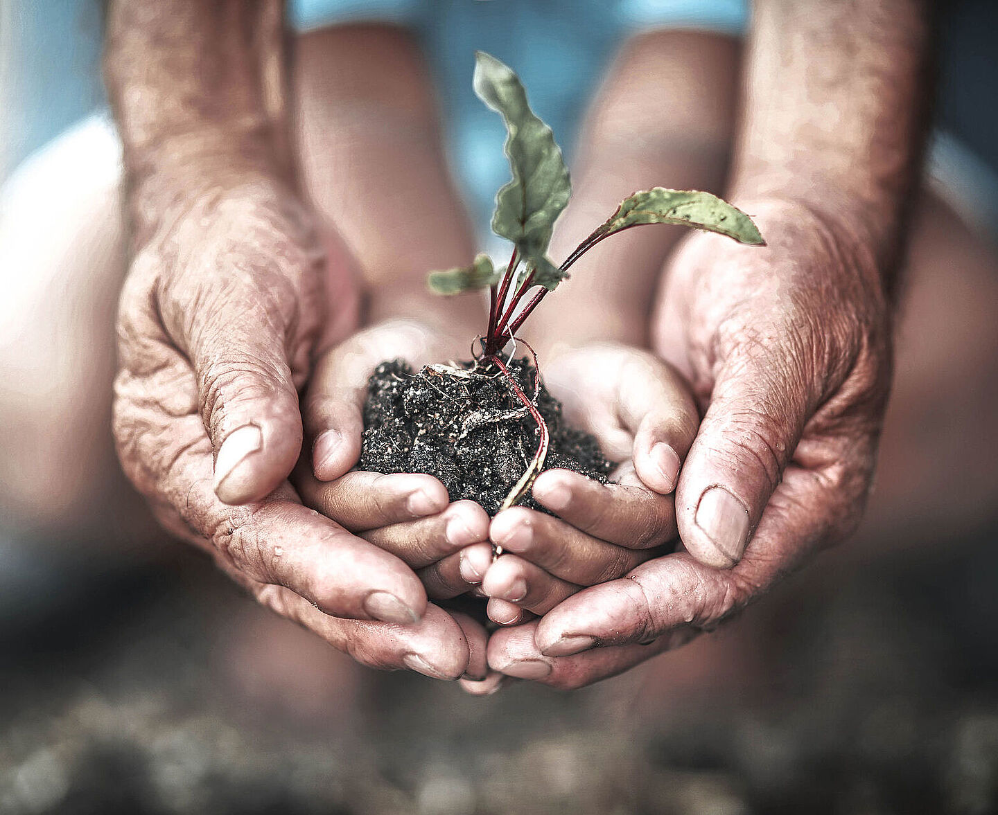 Two hands holding a plant with soil on it